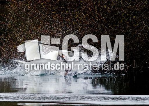 Höckerschwan (4 von 11).jpg